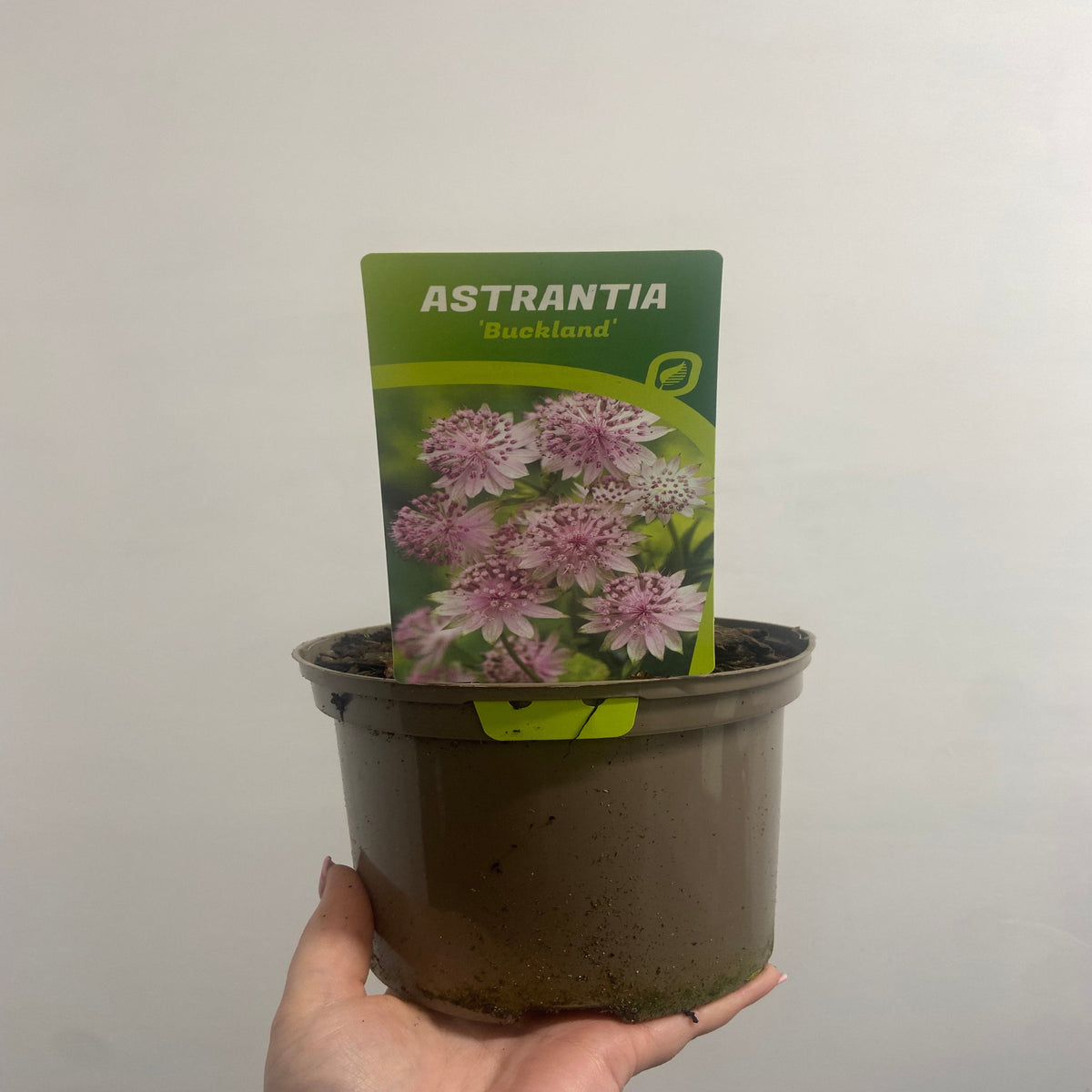 A hand holds a brown 2L plant pot with a label showing pink Astrantia major ‘Buckland’ flowers and the text &quot;Astrantia major ‘Buckland’ 2L&quot;, perfect for cottage gardens, against a plain white background.