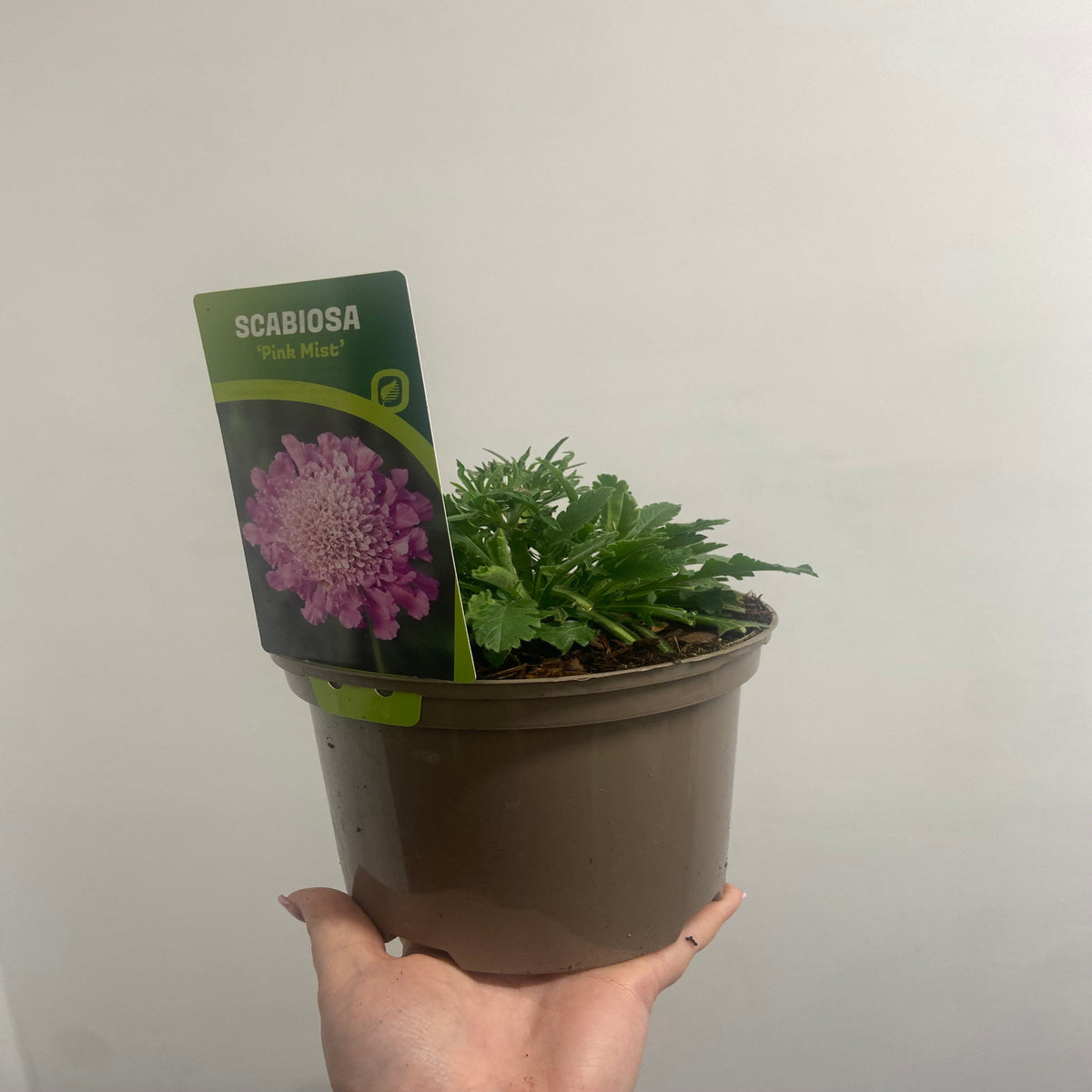 A hand holds a brown plastic pot with a leafy green Scabious &#39;Pink Mist&#39; 9cm/2L, a hardy perennial for cottage gardens. The pot’s label features a pink flower and the name Scabious &#39;Pink Mist&#39; against a plain white background.