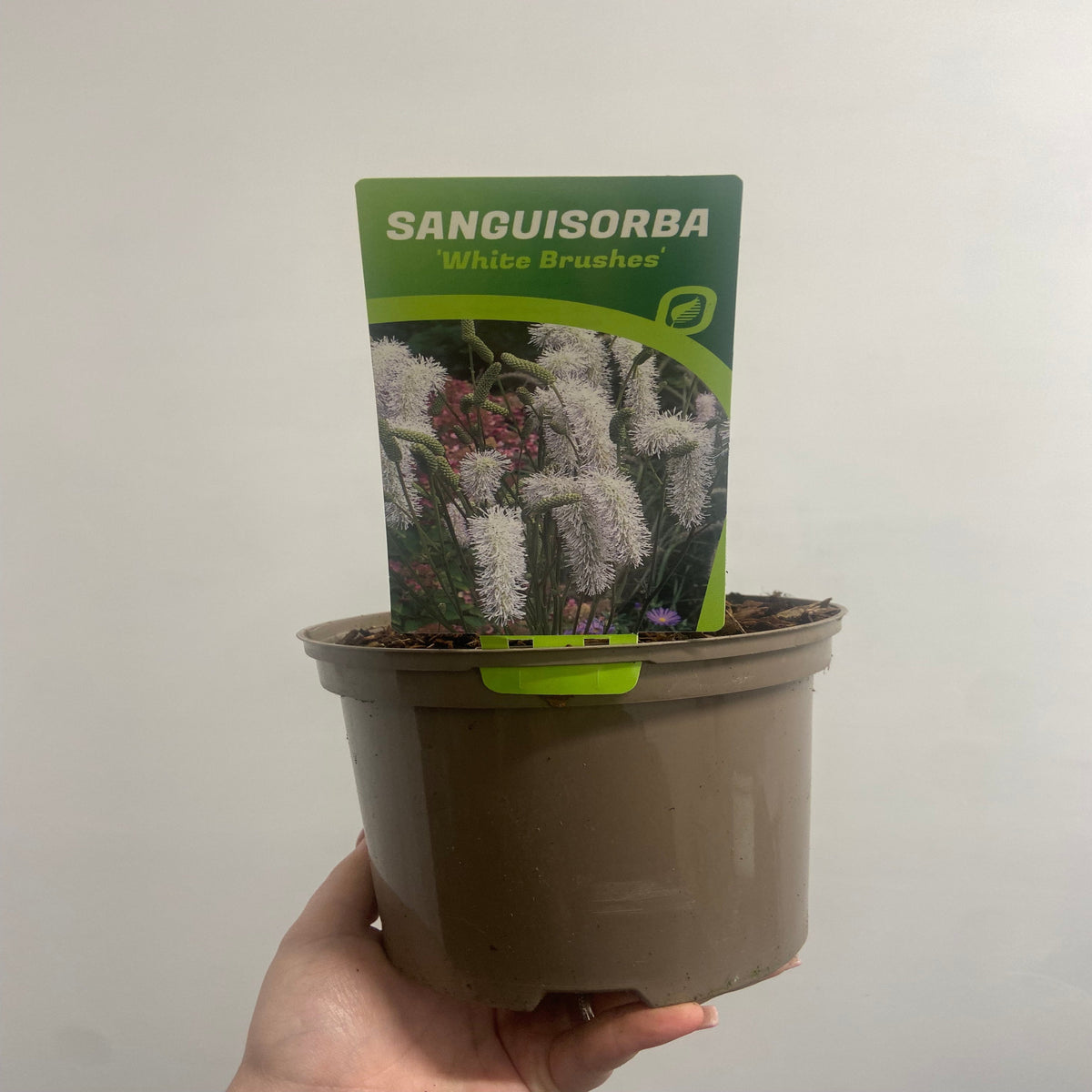 Sanguisorba White Brushes 2L