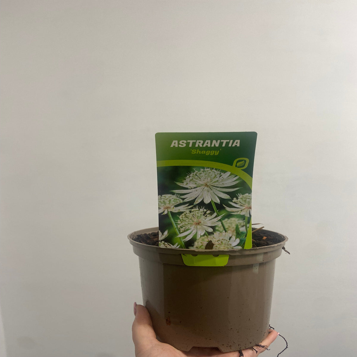 Astrantia major ‘Shaggy’ 2L