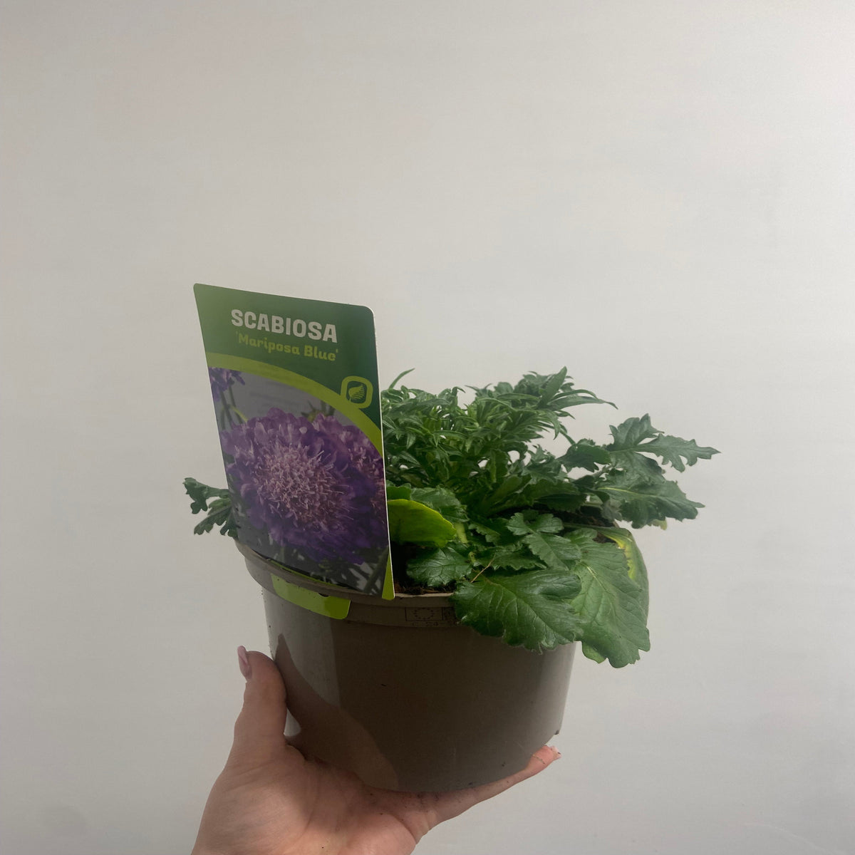 Scabious Butterfly Blue 9cm/2L