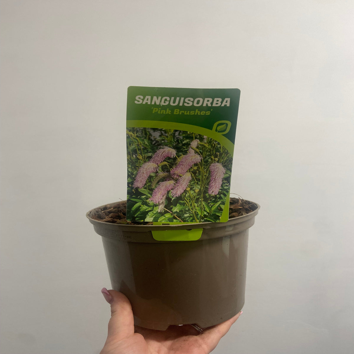 A hand holds a brown plastic pot labeled “Sanguisorba Pink Brushes 2L,” a perennial with lush green leaves and distinctive pink, brush-like flower spikes.