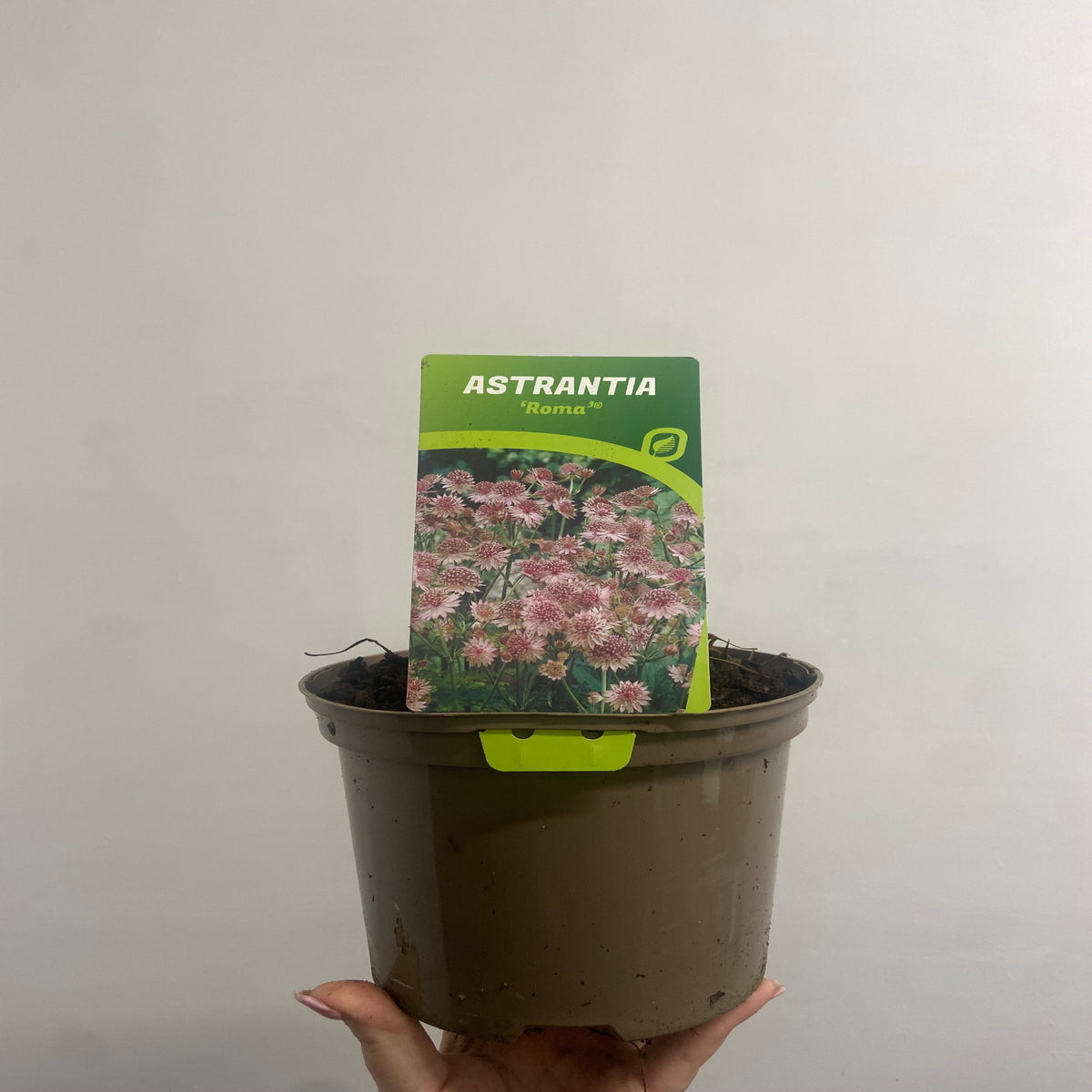 A hand holds an Astrantia Roma 9cm/2L brown plastic plant pot with a label showing its elegant herbaceous perennial flowers, perfect for cottage gardens, against a plain light background.