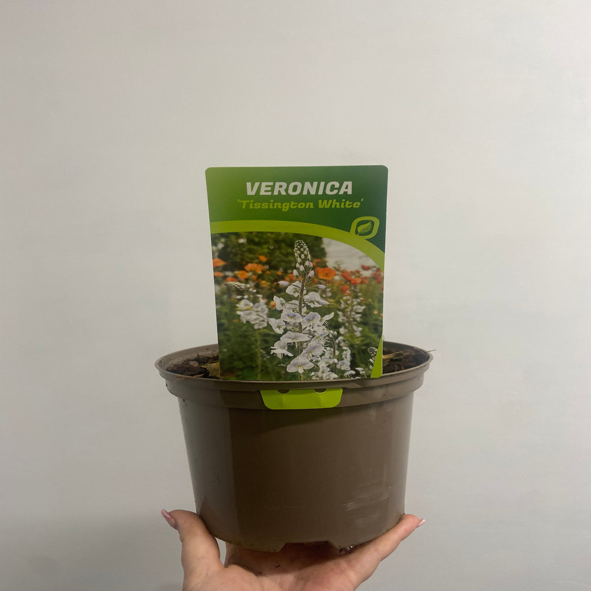 A hand holds a Veronica &#39;Tissington White&#39; 2L plant in a brown pot with soil. This attractive perennial features white flowers, perfect for adding standout color to your garden.