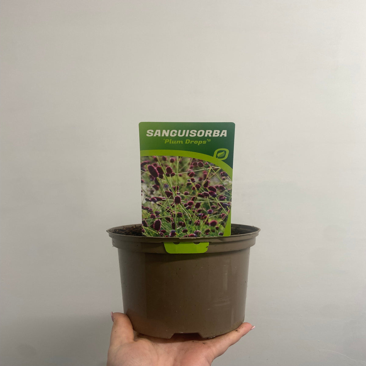 Sanguisorba Plum Drops 2L