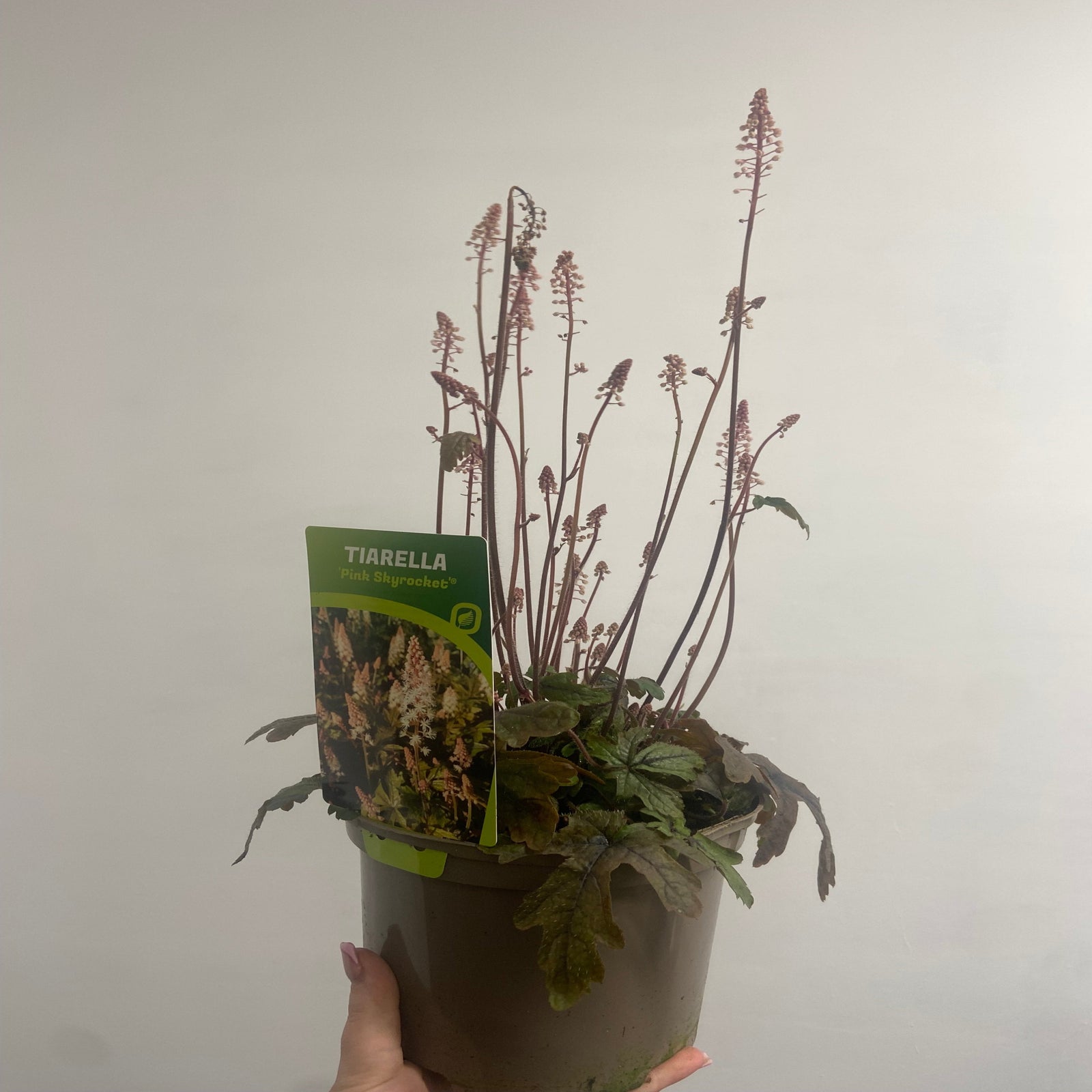 Tiarella 'Pink Sky Rocket' 2L