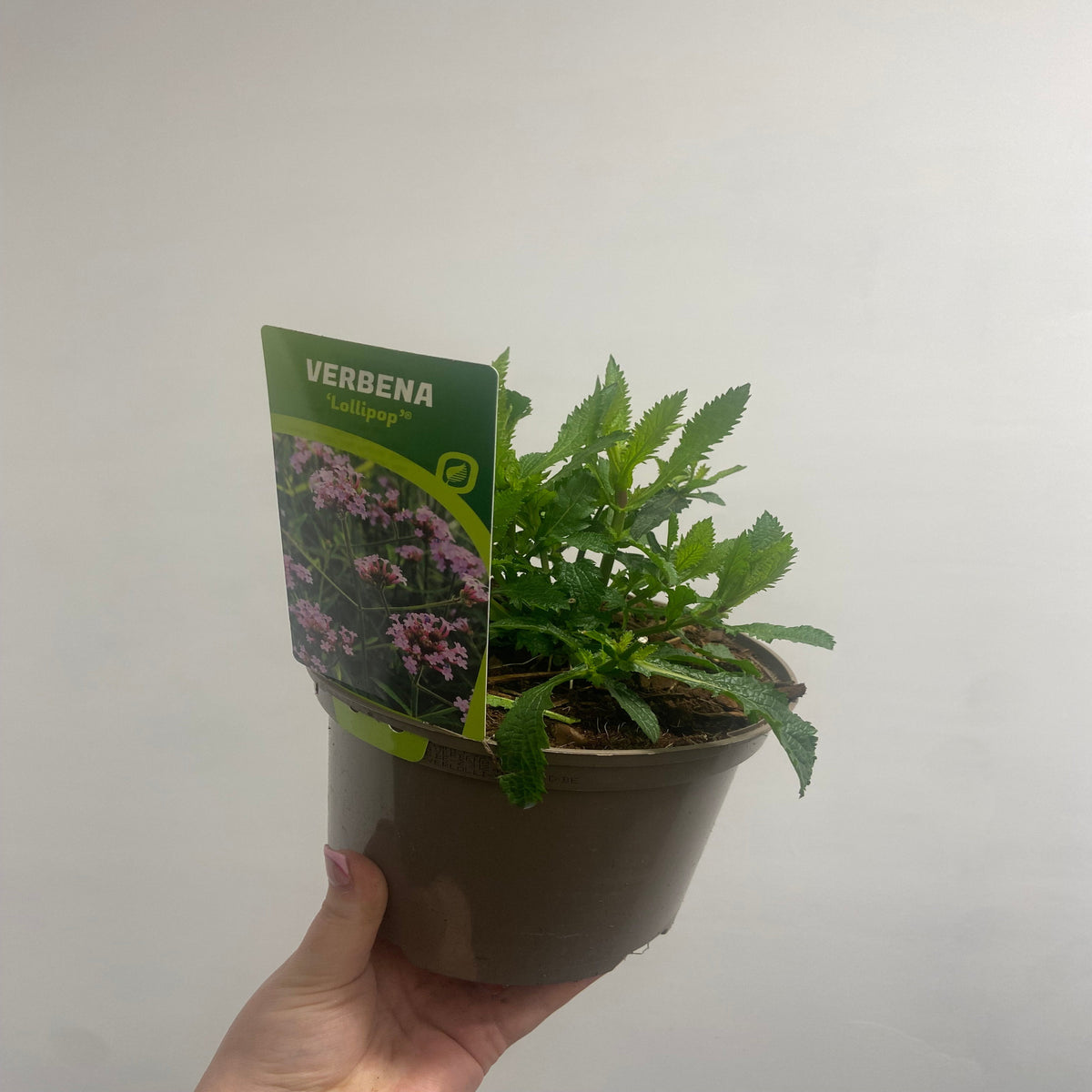 Verbena bonariensis Lollipop 9cm/2L