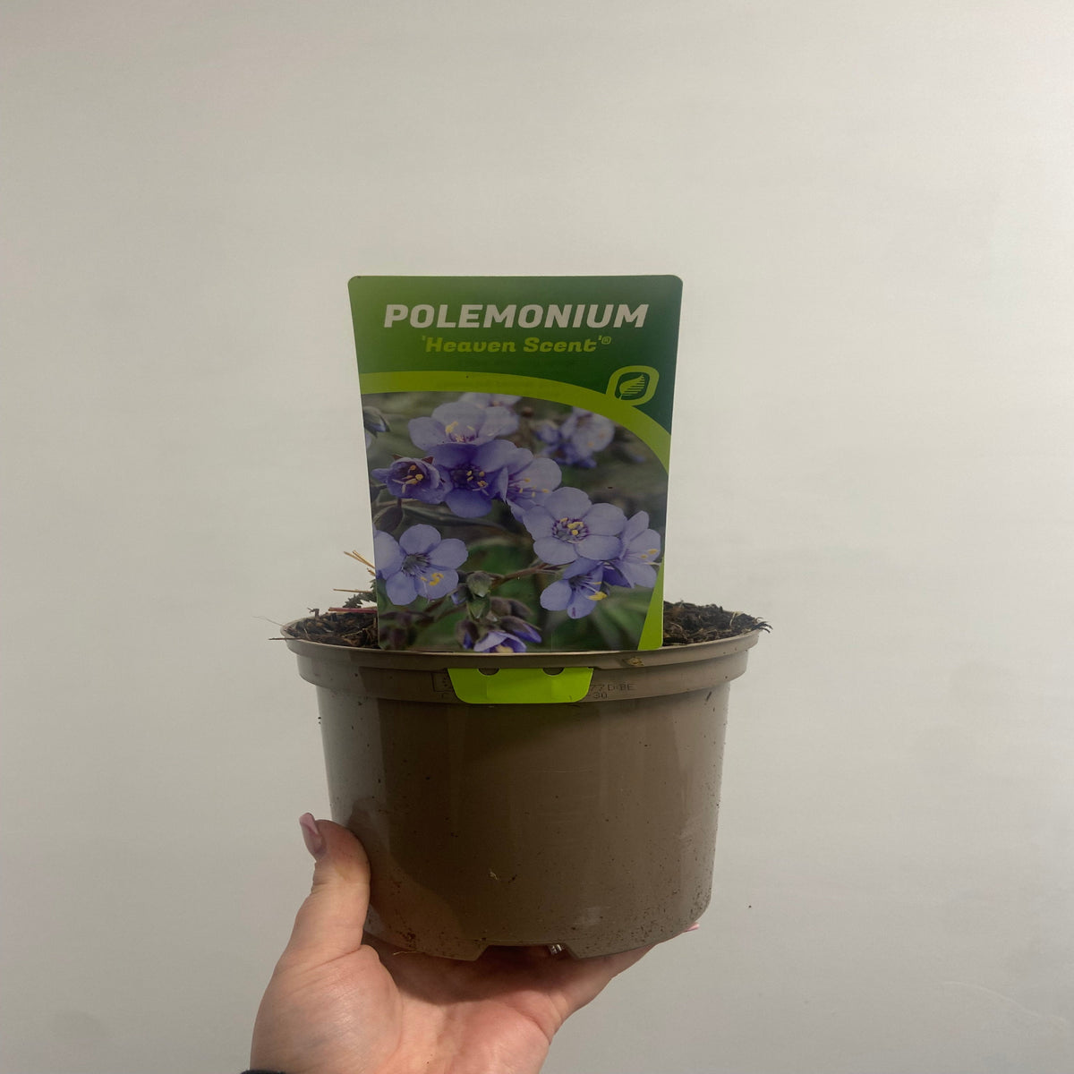 A hand holds a Polemonium &#39;Heaven Scent&#39; (Jacob’s Ladder) 9cm/2L potted perennial, with a tag showing its vibrant blue flowers, set against a simple light background.