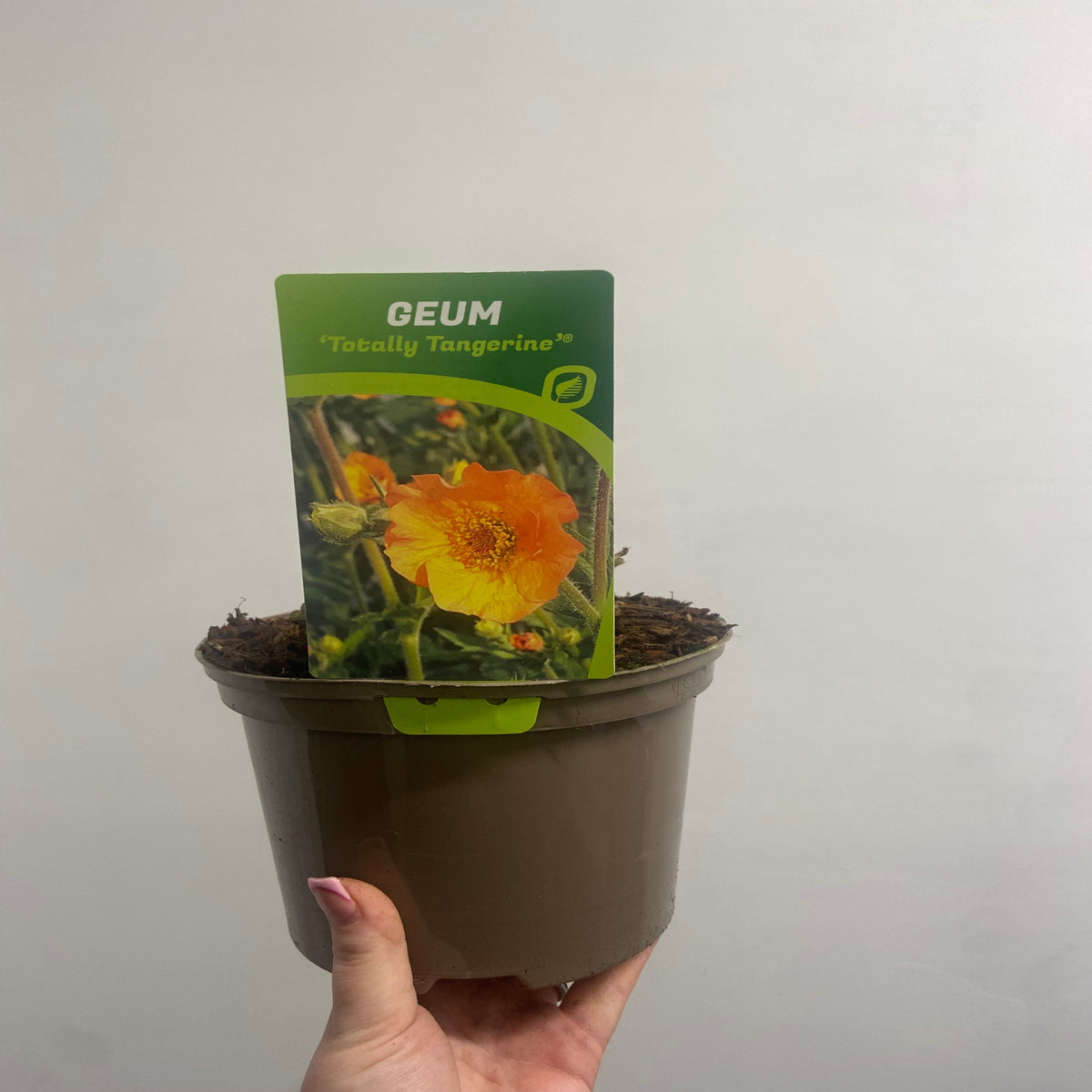 A hand holds a Geum &#39;Totally Tangerine&#39; 2L plant pot with soil and a label showing its orange-yellow flowers. This long-flowering, pollinator-friendly perennial is pictured against a plain off-white background.