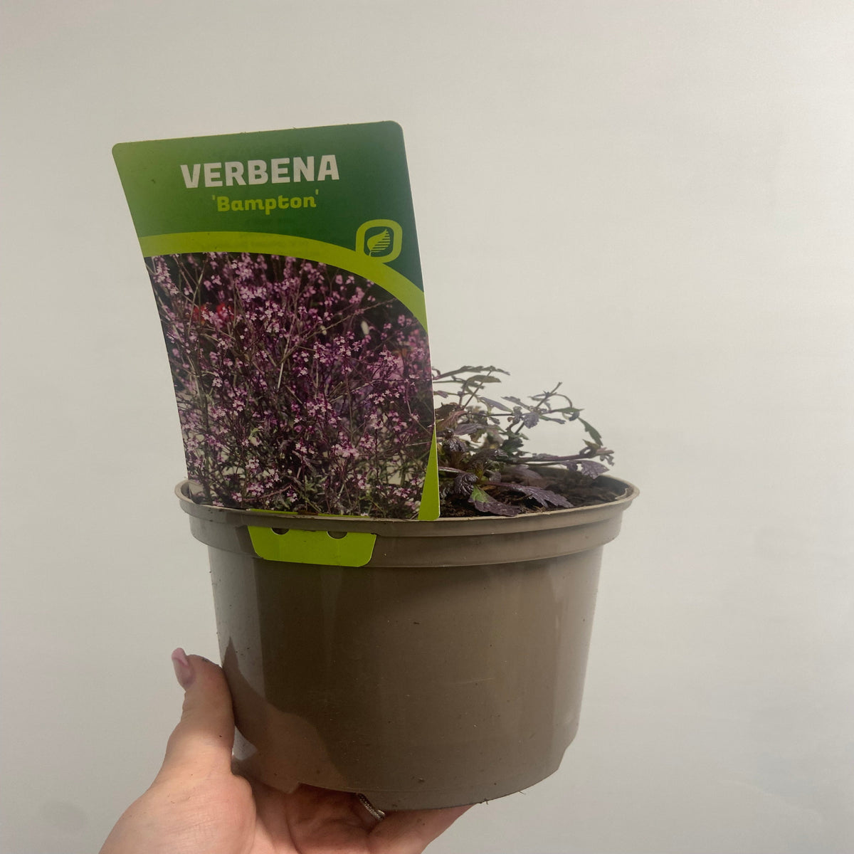 A hand holds a brown plastic pot labeled Verbena officinalis var. grandiflora &#39;Bampton&#39; 9cm/2L, featuring purple flowers. This herbaceous perennial with small, sparse leaves is shown against a plain, light background.