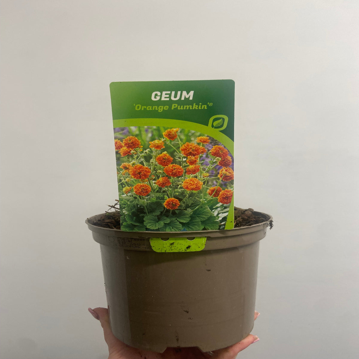 Geum &#39;Orange Pumpkin&#39; 2L