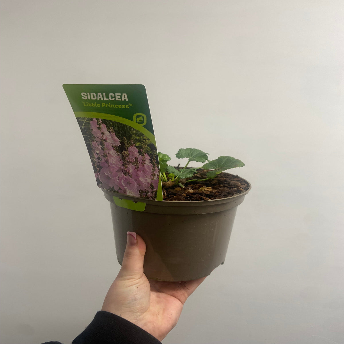 A hand holds a Sidalcea &#39;Little Princess&#39; 2L in a brown pot, showing its small green plant. A label with perennial flower images and the name is attached. The background is a plain light wall—ideal for pink garden displays.