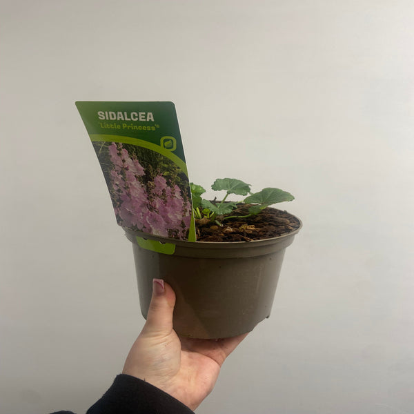 Sidalcea 'Little Princess' 2L