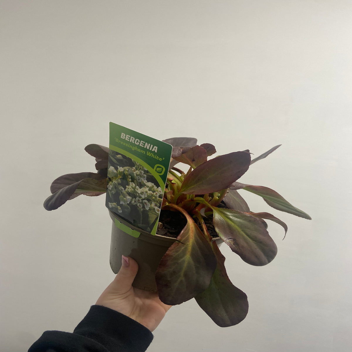 A hand holds a Bergenia Bressingham White 2L, an evergreen perennial with broad dark green leaves and white flowers—perfect as ground cover—shown in its pot against a light wall.