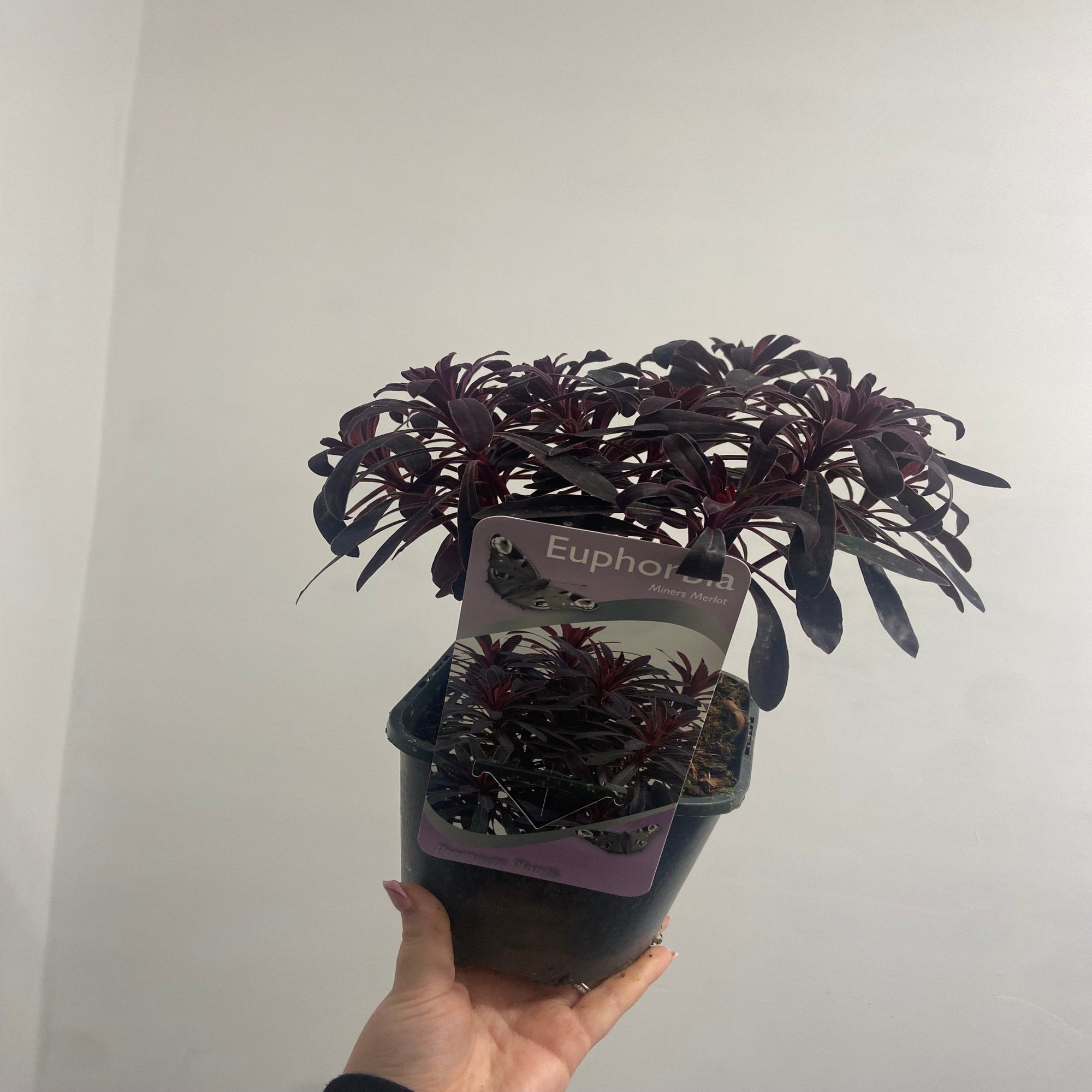 Euphorbia 'Miners Merlot' 2L