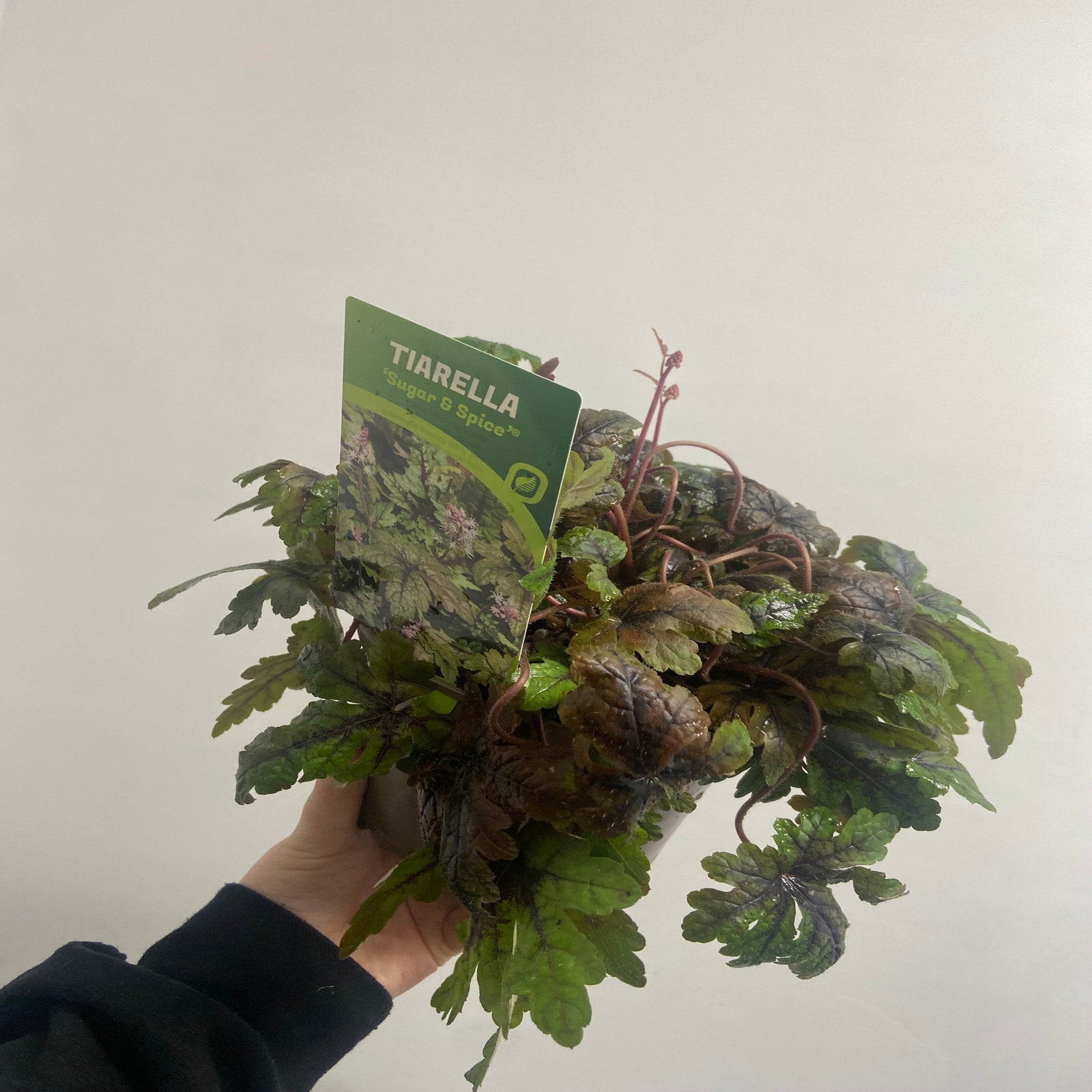 Tiarella 'Sugar and Spice' 2L is a perennial for shaded gardens, featuring green, lobed leaves with dark markings and white, spiky flower clusters, perfect nestled among larger green foliage.