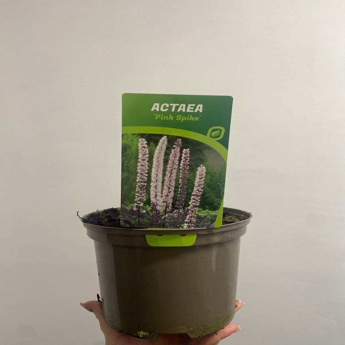 A hand holds a 2L plastic pot of Actaea simplex &#39;Pink Spike,&#39; an herbaceous perennial ideal for woodland gardens, with a plant label and an image of tall pink flower spikes set against green foliage.
