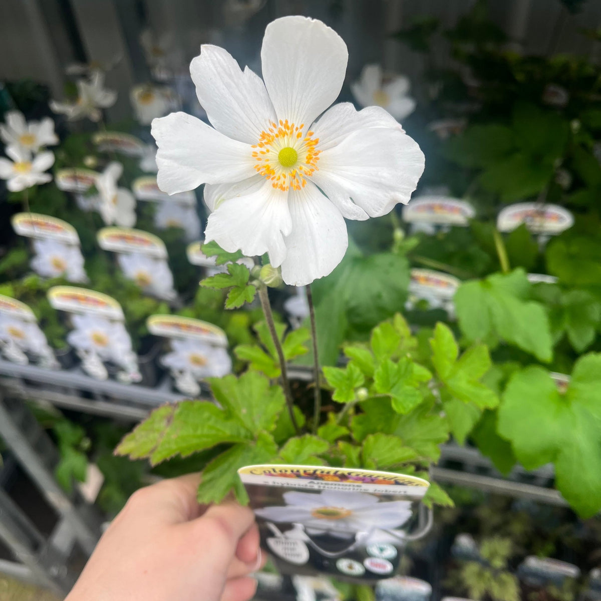 A hand holds an Anemone hybrida Honorine Jobert 9cm - 2L, a shade-loving perennial with a single white flower, yellow stamens, and green leaves; more of these plants are seen on shelves in the background.