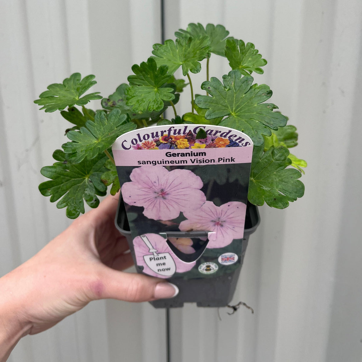 Geranium sanguineum &#39;Vision Pink&#39; 9cm