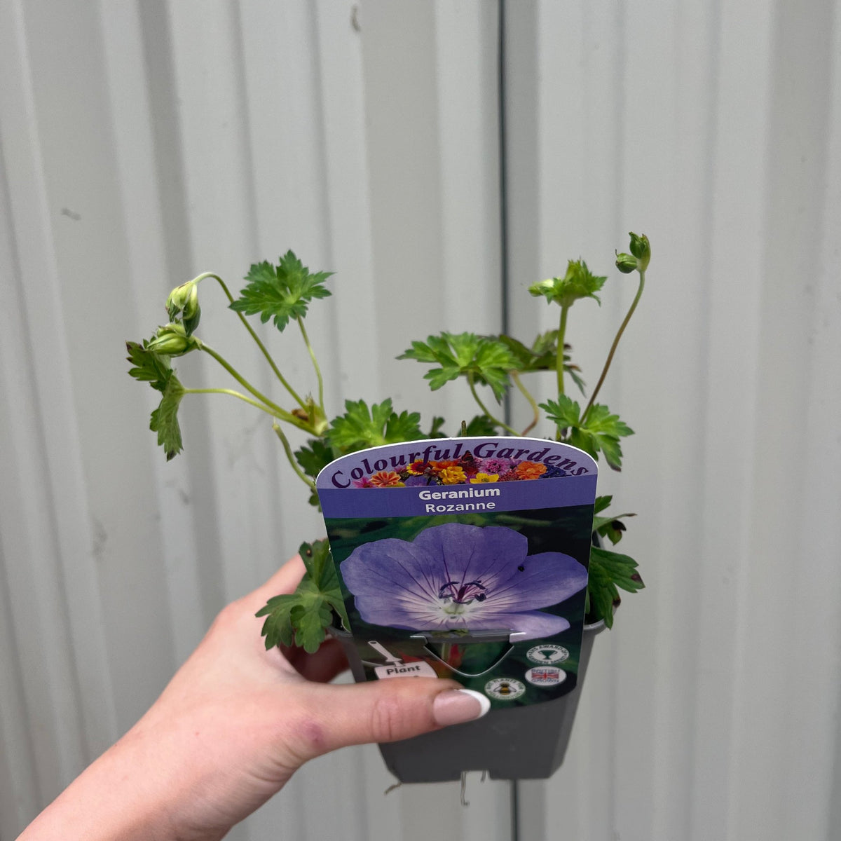 Geranium &#39;Rozanne&#39; 9cm / 2L