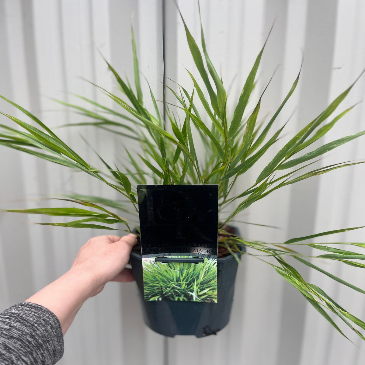 A hand holds a Hakonechloa macra Grass 9cm / 2L in a pot with a black label showing Japanese Forest Grass. The plant has long, thin green leaves, and the background is a light corrugated metal wall.