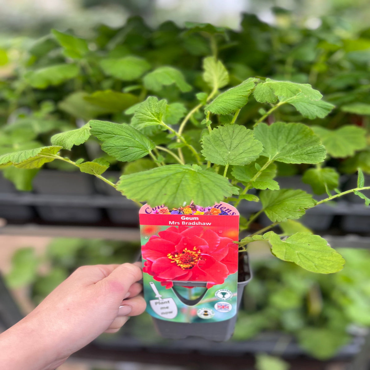 A hand holds a Geum &#39;Mrs Bradshaw&#39; in a 9cm/1.5L/3L pot, a hardy perennial perfect for cottage gardens; its label shows a bright red flower with a yellow center and care instructions.