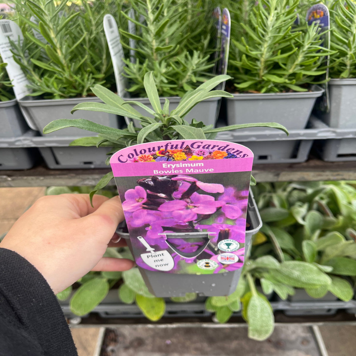 Erysimum &#39;Bowles Mauve&#39; (Three Sizes Available)