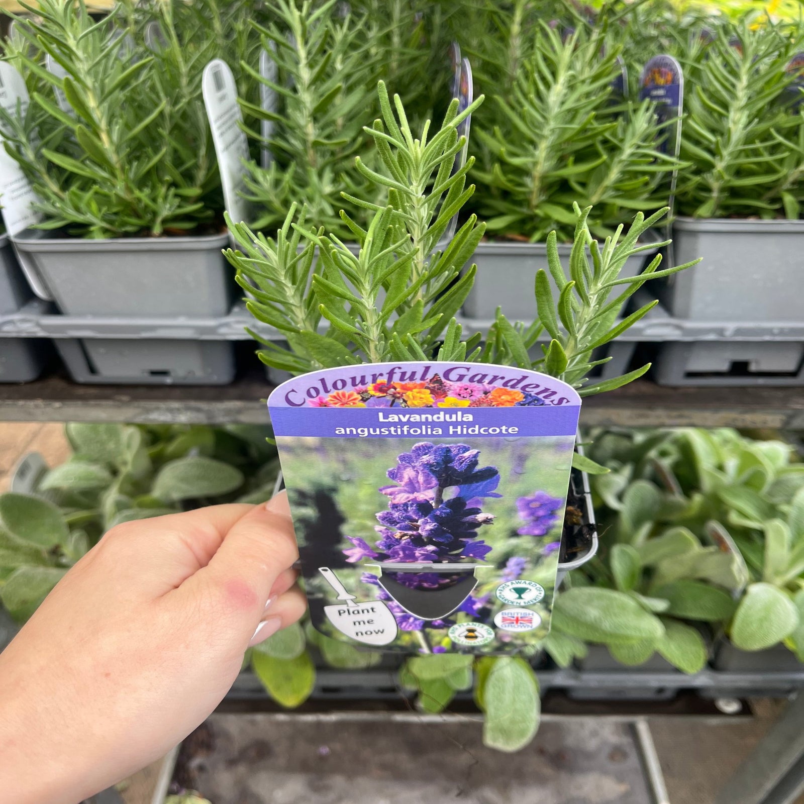 Lavender angustifolia 'Hidcote' (9cm/2L) features vibrant purple blooms and green stems, flourishing in well-drained soil with a lush green backdrop.