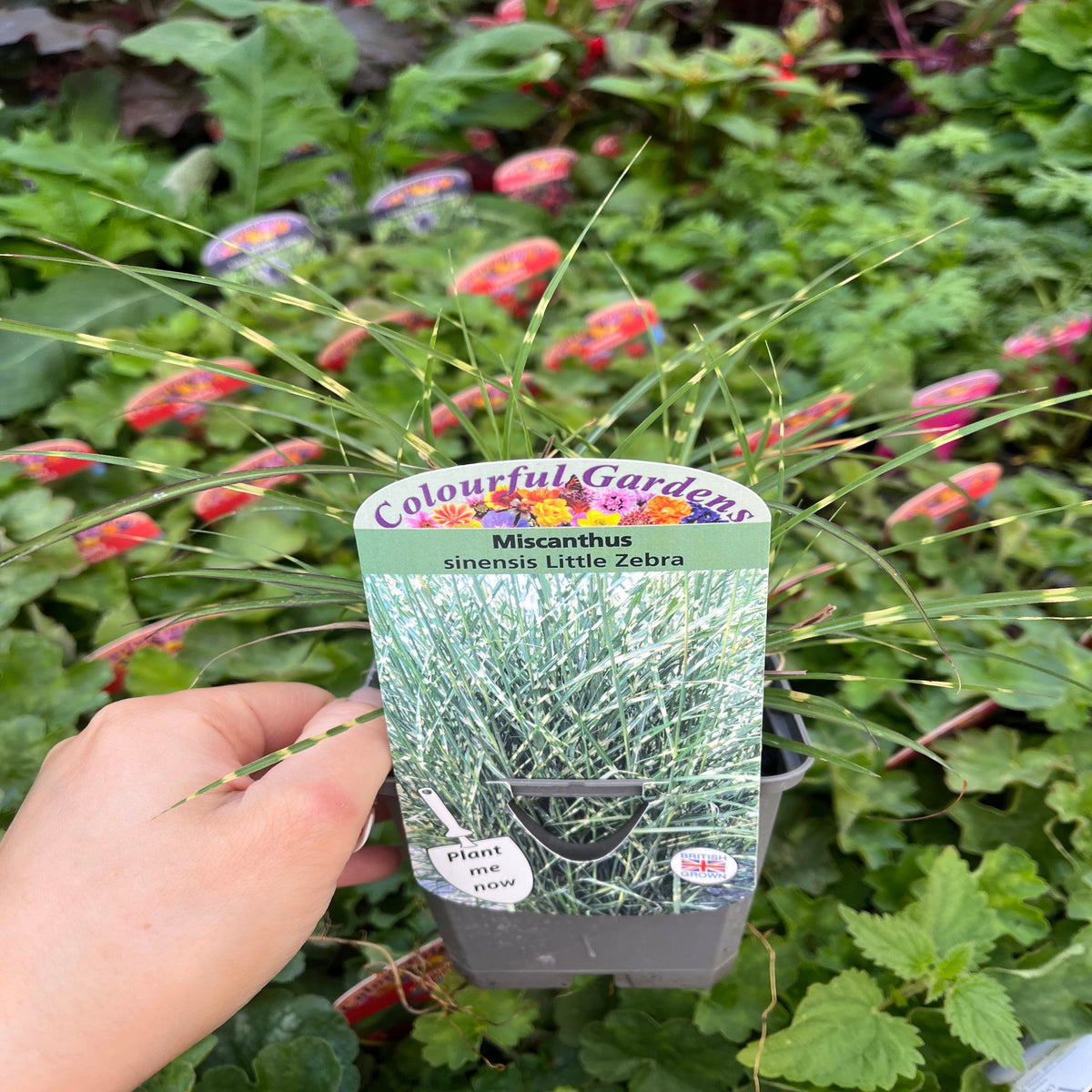 A hand holds a Miscanthus sinensis &#39;Little Zebra&#39; Grass 9cm/2L label, marked Colourful Gardens, in front of slender-leaved grasses. The label features a photo of this hardy, striped grass, ideal for mixed borders.