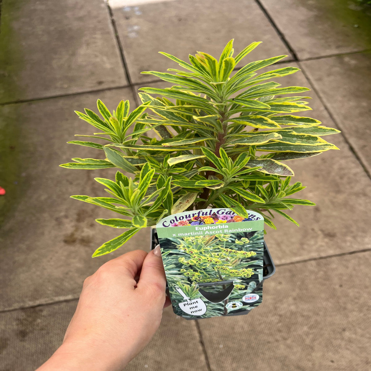 A hand holds a Euphorbia x martinii &#39;Ascot Rainbow&#39; (9cm/1.5/2L), an evergreen perennial with striking green and yellow variegated foliage, labeled &quot;Colourful Garden,&quot; set against a paved walkway.
