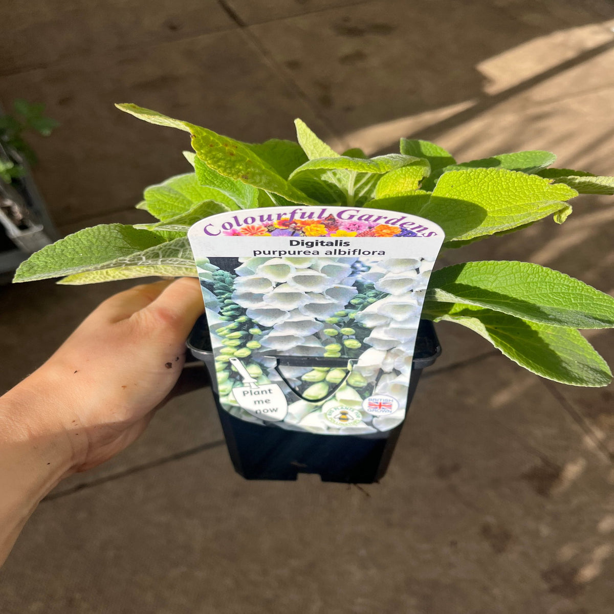 A hand holds a Digitalis purpurea White/Alba 9cm plant with lush green leaves and a label showing white foxglove flowers—an excellent perennial choice for any garden.