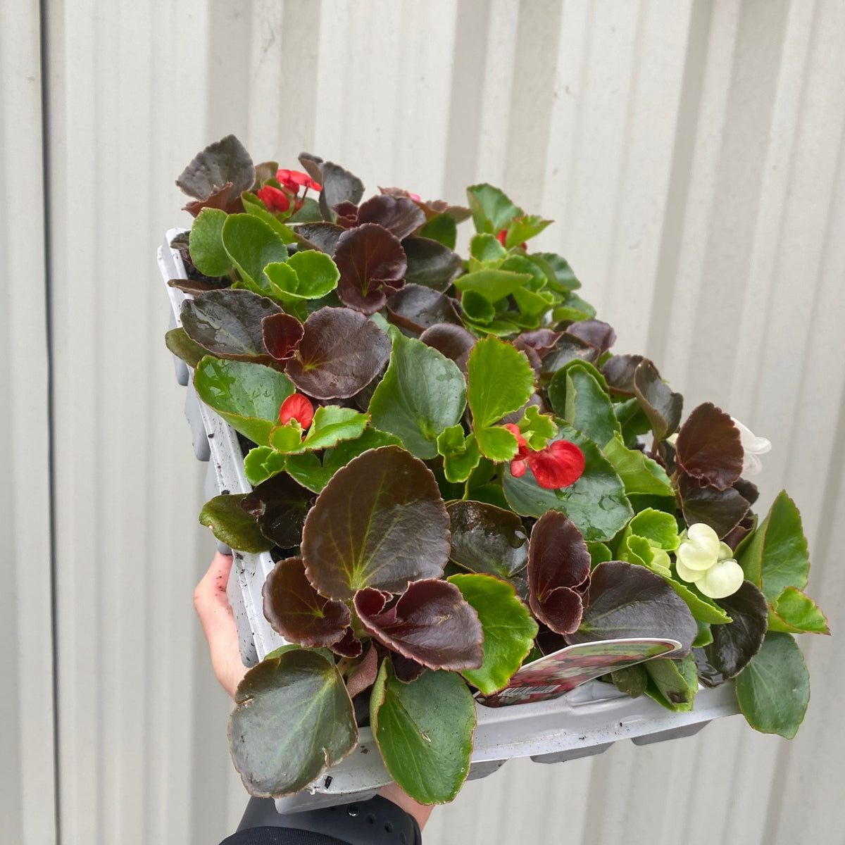 A person holds a Begonia semperflorens Tray of 20 Plants, featuring green and reddish foliage with colorful blooms—ideal for vibrant garden displays—against a corrugated light gray wall.