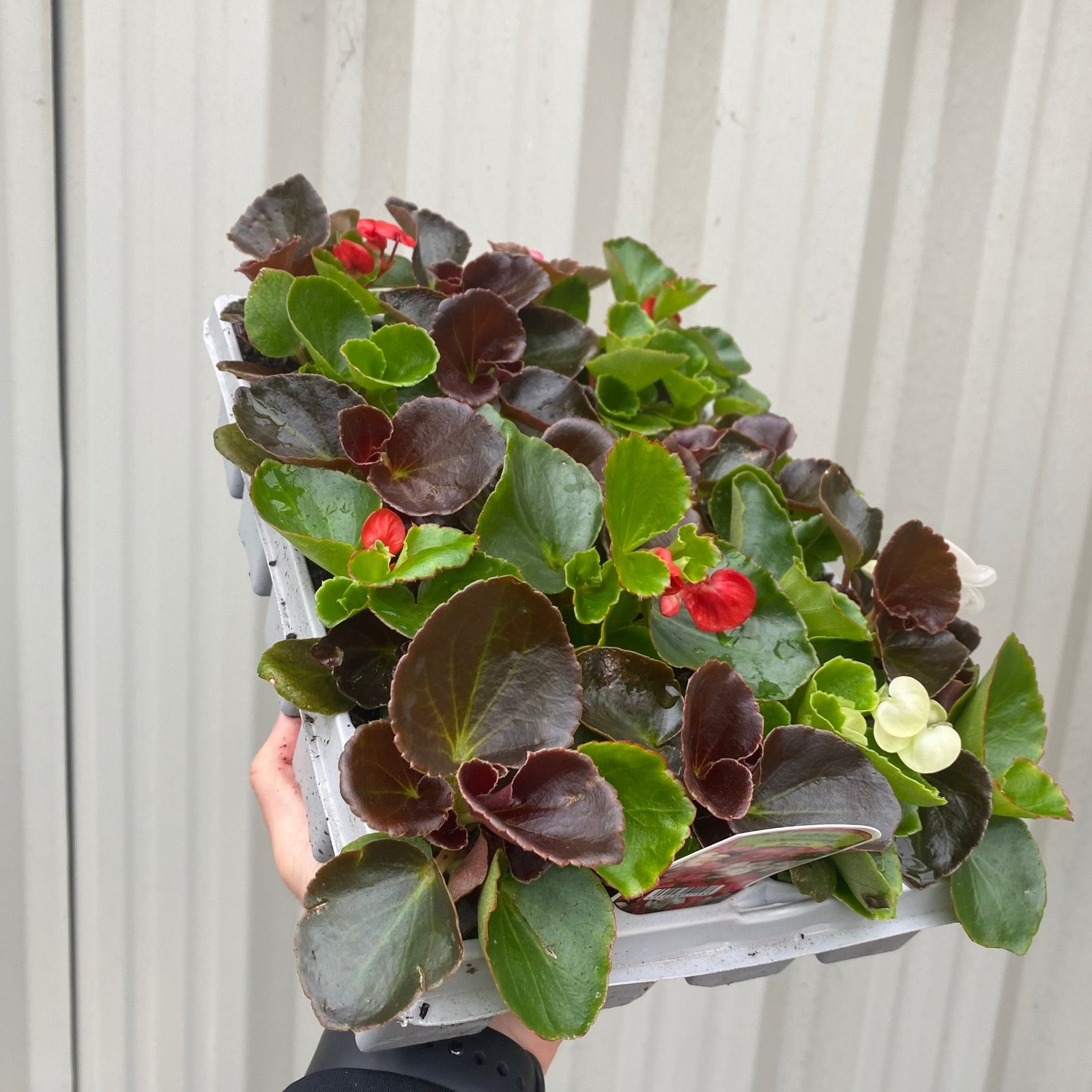 Begonia semperflorens (Tray of 20 Plants) offers a vibrant mix of red, pink, and white blooms with lush green leaves, ideal for creating dense, colourful garden displays and brightening up any outdoor space.