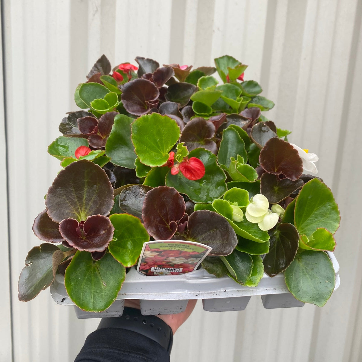 A hand holds a tray of 20 Begonia semperflorens plants, featuring green leaves and vibrant red and white flowers, ready to enhance garden displays, with a backdrop of vertical white siding.