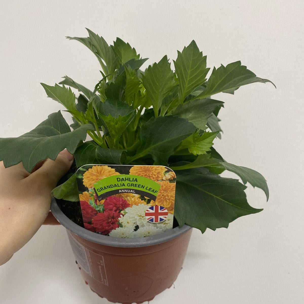 Dahlia 1.5L (Our Choice)