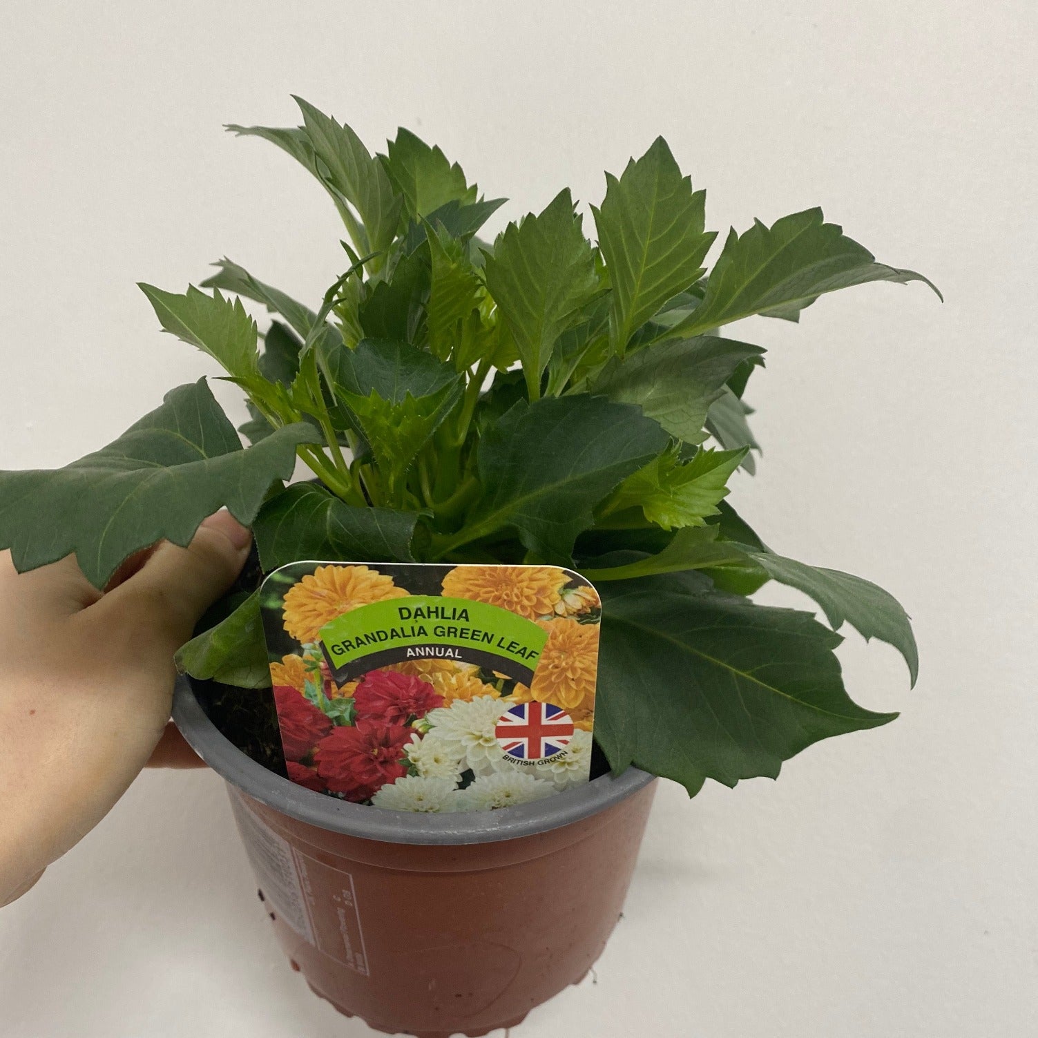 Dahlia 1.5L (Our Choice)