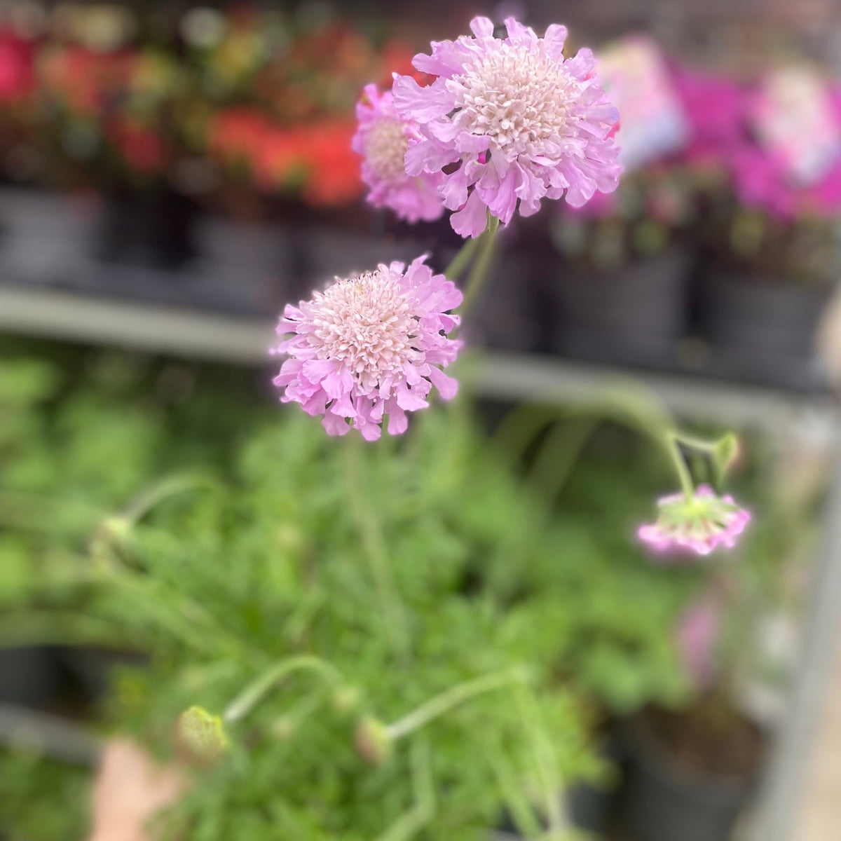 Close-up of Scabious &#39;Pink Mist&#39; 9cm/2L, a hardy perennial with thin green stems and leaves, set against a blurred background of potted plants and colorful flowers.