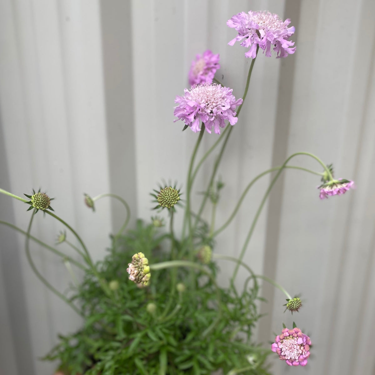 Scabious &#39;Pink Mist&#39; 9cm/2L is a hardy perennial for cottage gardens, featuring tall stems with delicate light purple blooms—some in bud, some fully opened—shown here against a neutral vertical panel background.