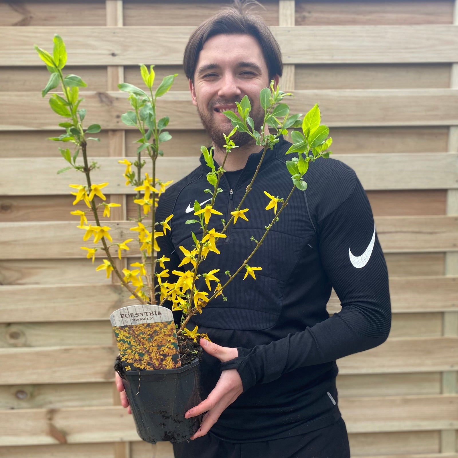 Forsythia x intermedia 'Minigold' 1L/2L