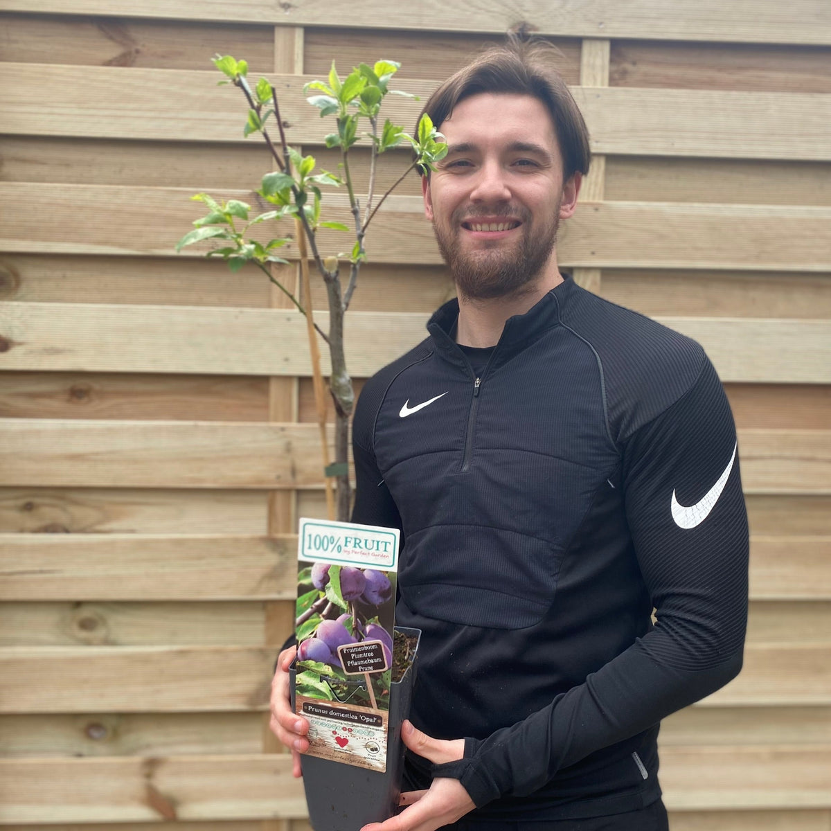 A smiling man in a black Nike jacket holds a Dwarf Patio Plum Tree &#39;Opal&#39; (Prunus domestica) in front of a wooden fence. The pot’s label features plums and “100% FRUIT,” suggesting abundant juicy, yellow-skinned fruit. Two sizes available.