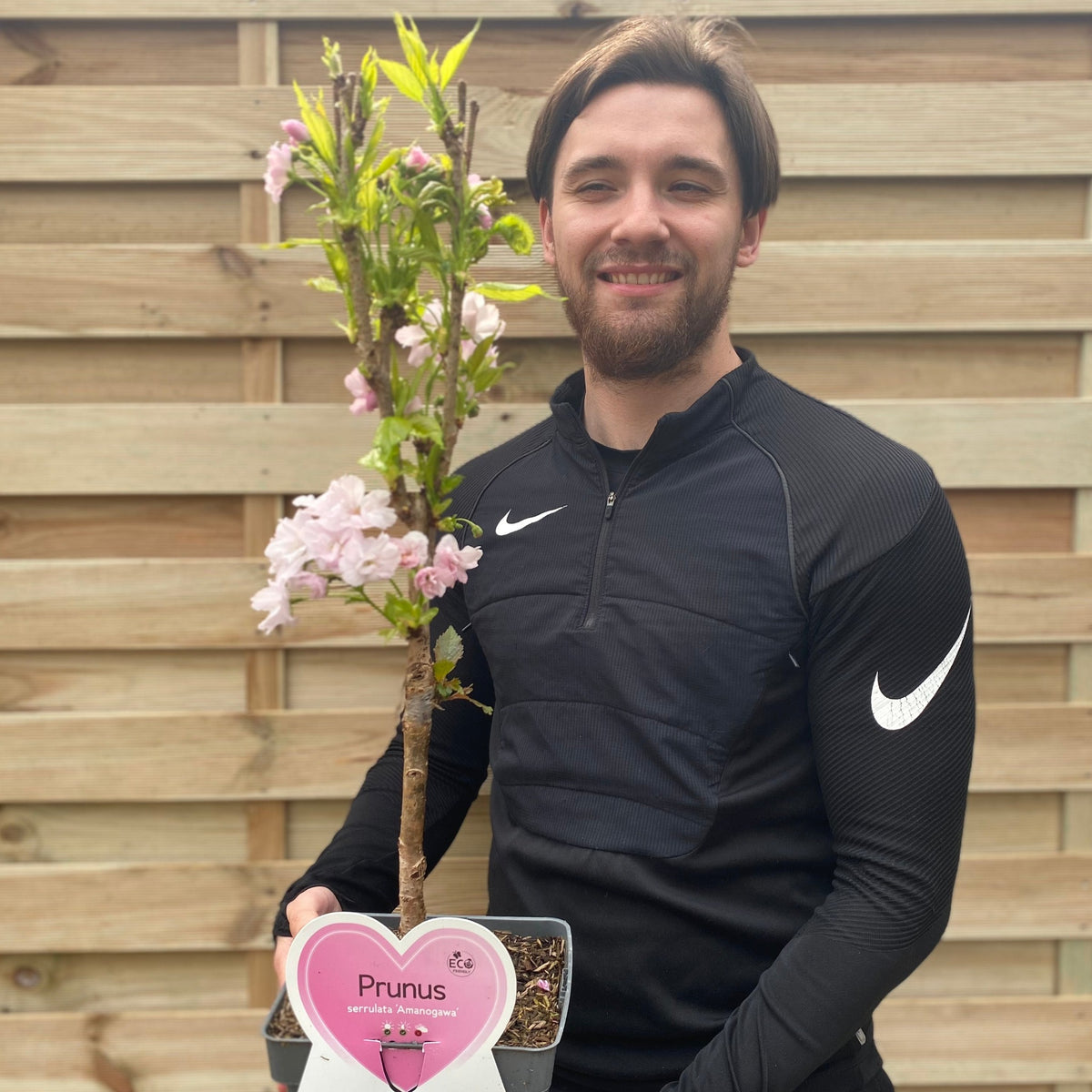 Ornamental Flowering Cherry Blossom Tree Dwarf - Prunus serrulata &#39;Amanogawa&#39;&#39; 70-80cm