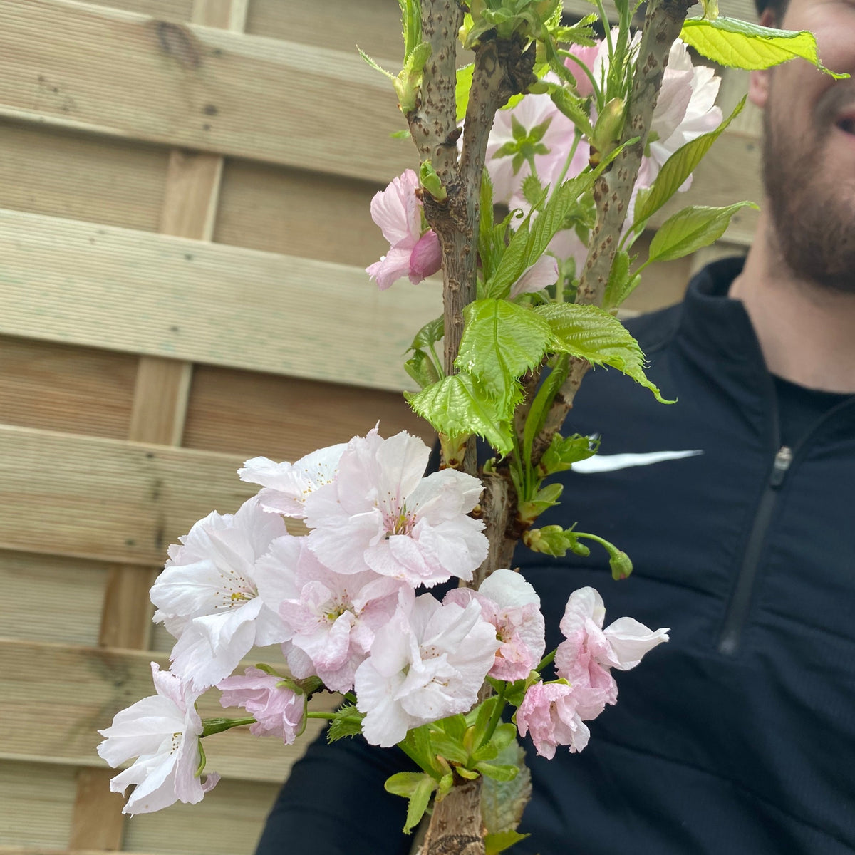Ornamental Flowering Cherry Blossom Tree Dwarf - Prunus serrulata &#39;Amanogawa&#39;&#39; 70-80cm