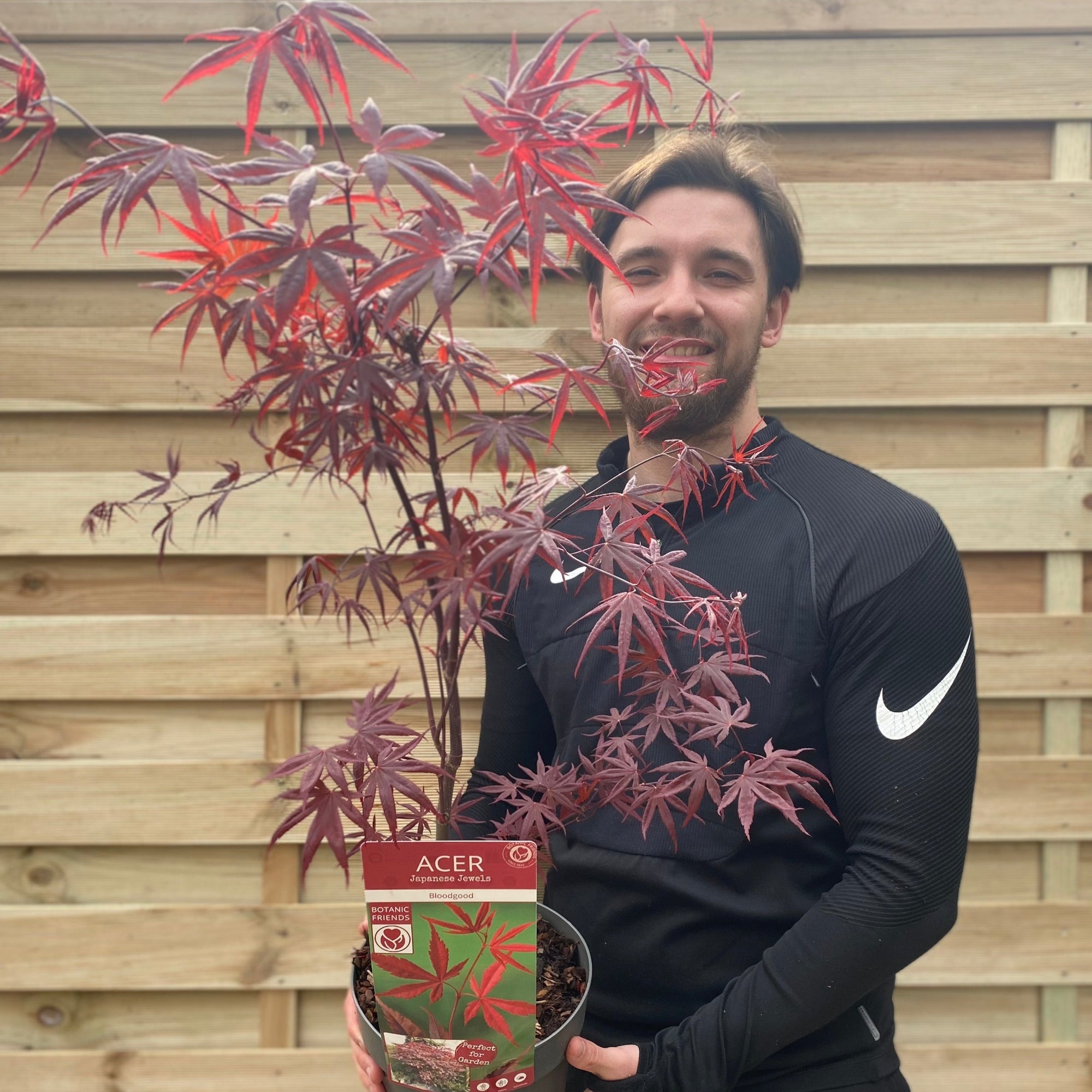 Acer palmatum 'Bloodgood' 3L