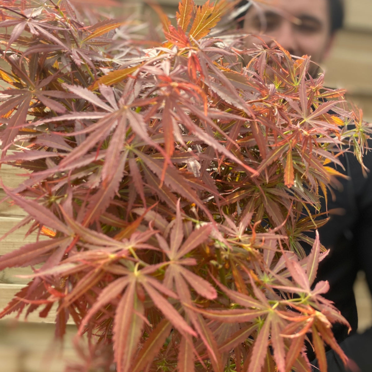 A person in a black shirt stands behind an Acer palmatum Jerre Schwartz 3L / 35L, a vibrant deciduous shrub with red and orange leaves in the foreground. The background shows blurred wooden paneling.