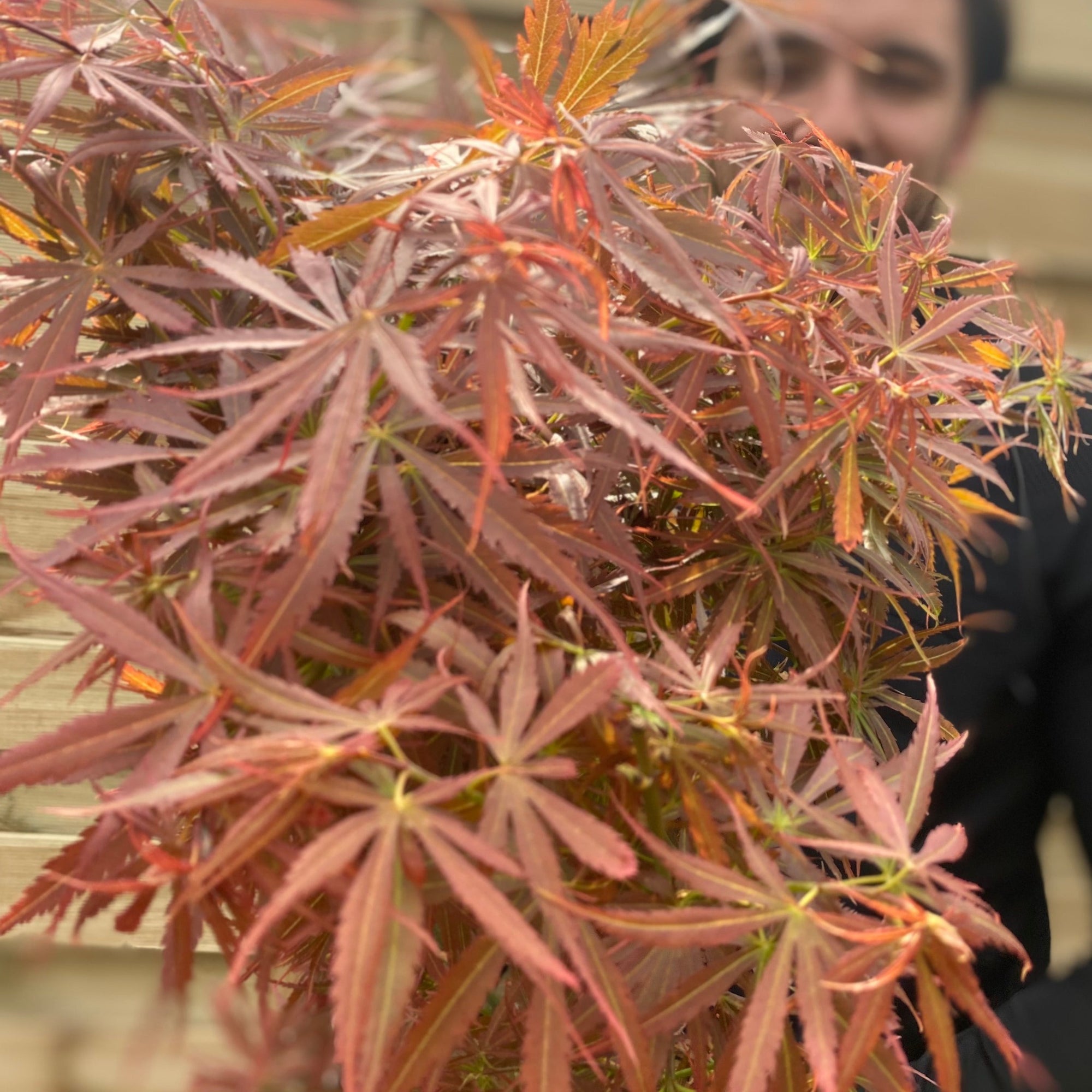 Acer palmatum Jerre Schwartz 3L