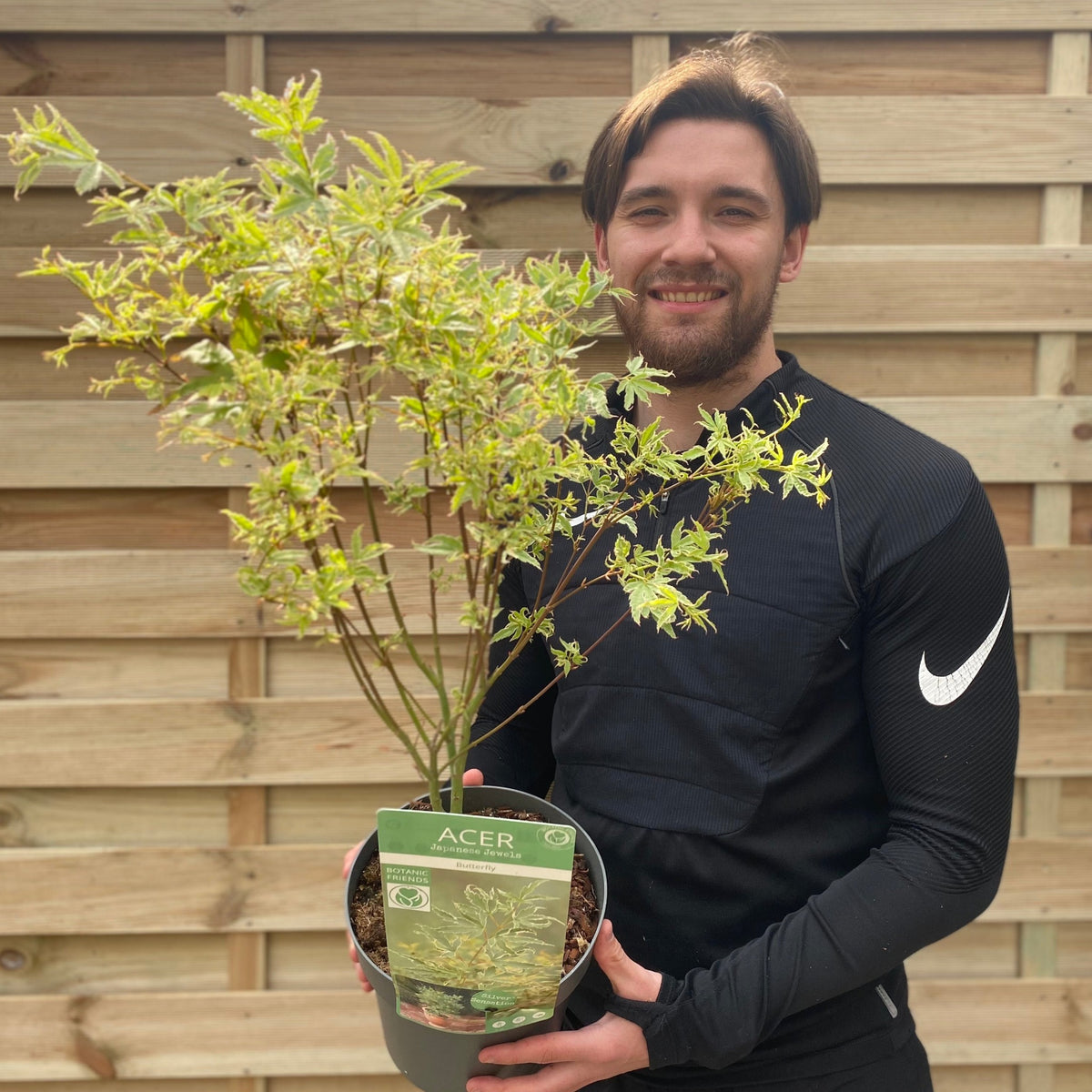 A smiling man in a black Nike top holds an Acer palmatum &#39;Butterfly&#39; (10.5cm/2L/3L) in front of a wooden fence, showing its label and beautiful lobed leaves prized for their stunning autumn color.