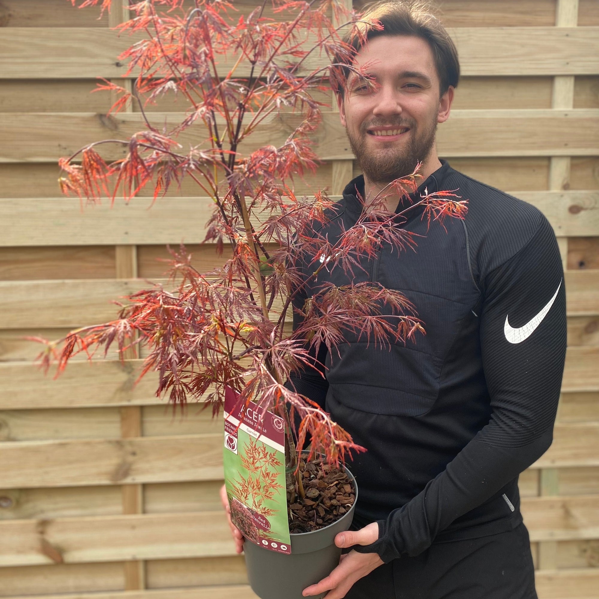 Acer palmatum Garnet 3L