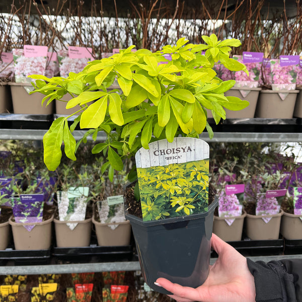 Evergreen Shrub Readymade Border One Click Plants