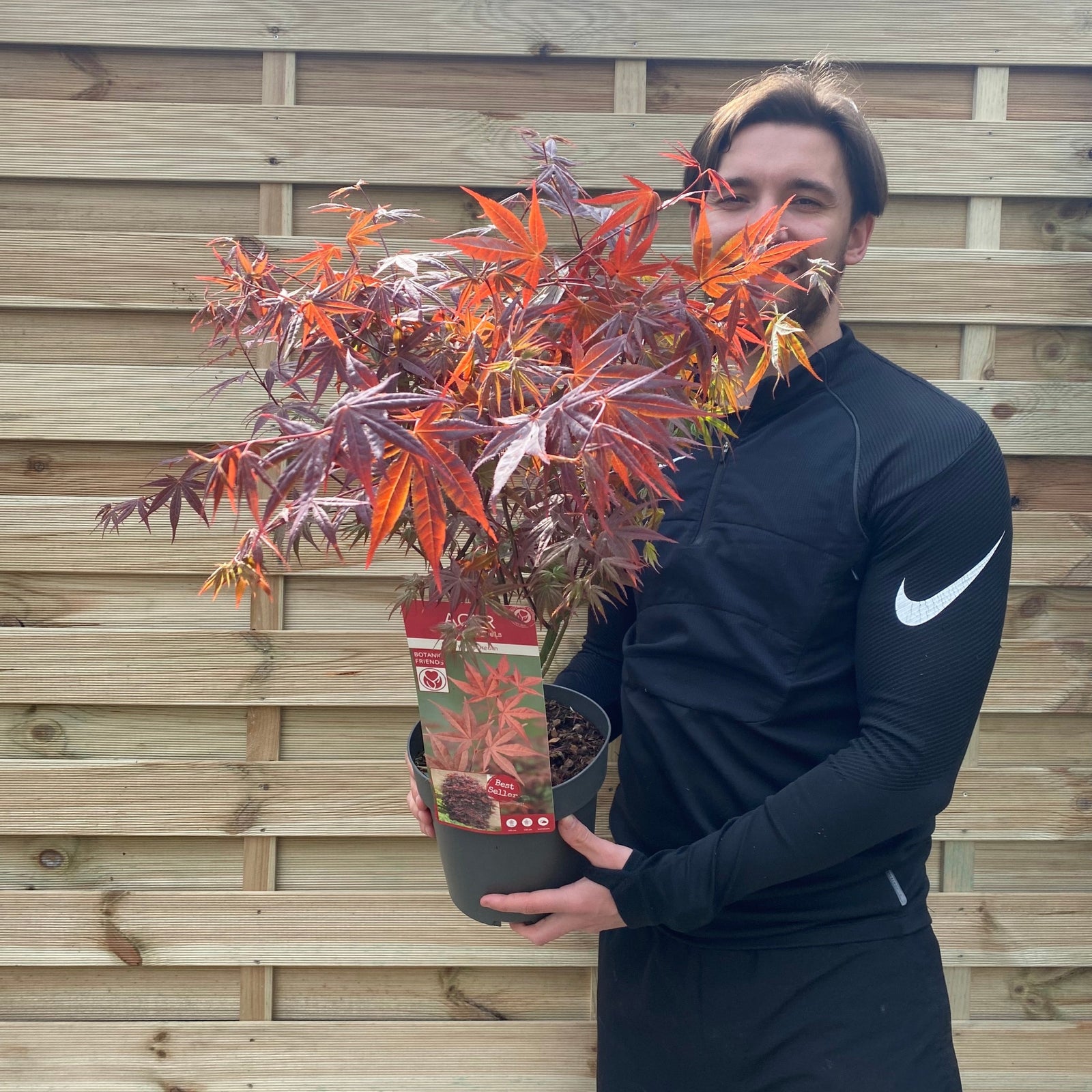 A person in a black long-sleeve Nike top holds an Acer palmatum Atropurpureum 2L with vivid red-purple leaves, standing in front of a wooden fence.
