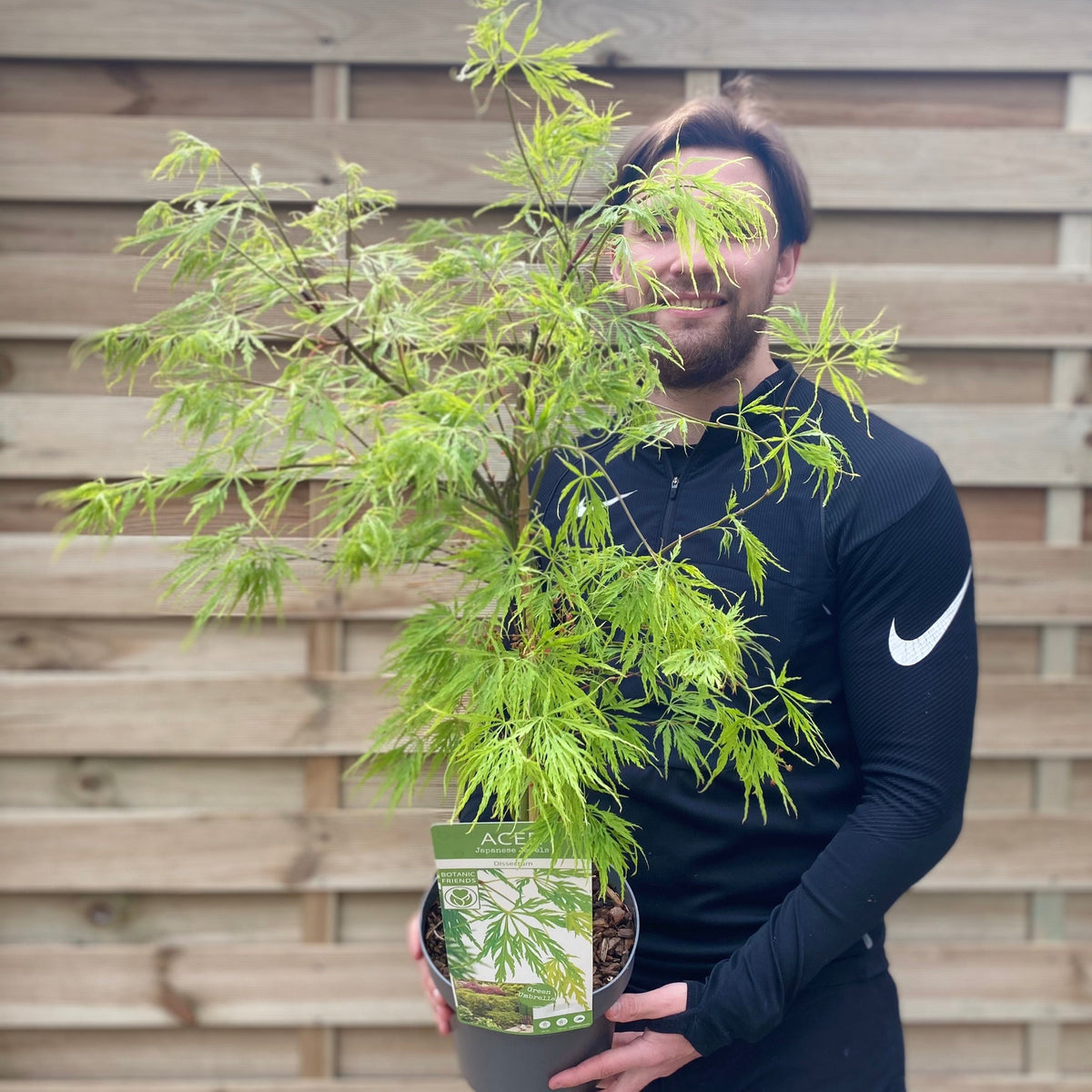 A person in a black long-sleeve shirt holds an Acer palmatum Dissectum 3L / 10L / 130L, its delicate leaves and branches partly covering their face, set against a wooden fence.